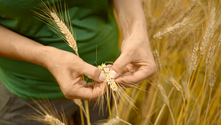 Getreideähren und zwei Hände (verweist auf: Landwirtschaft)