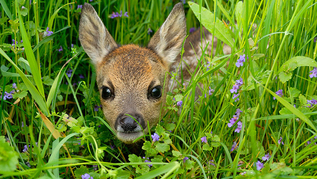 Rehkitz auf blühender Wiese