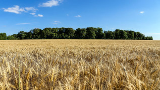 Getreidefeld und Wald