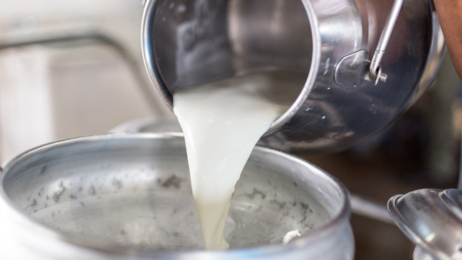 Milch wird aus einer Kanne in einen Behälter geschüttet