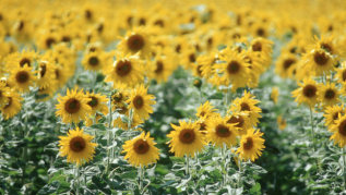 Sonnenblumen-Feld Sonnenblumen-Feld