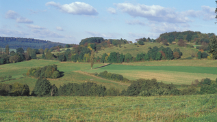 Landschaft mit Feldern und Wäldern