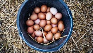Frische Eier in einem Eimer im Stall