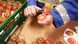 Qualitätskontrolle bei Tomaten