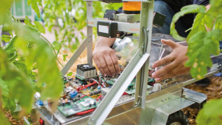 Hand an einem Feldroboter zwischen Tomatenpflanzen