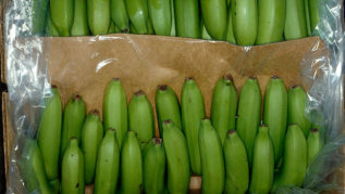 unreife, grüne Bananen