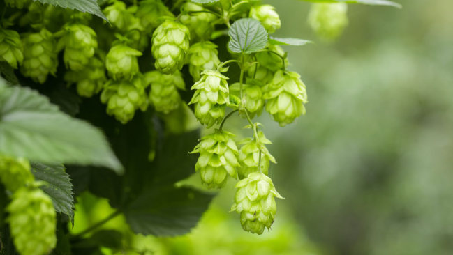 Hopfen Hopfen
