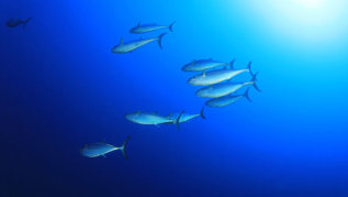 Unterwasseraufnahme eines Thunfischschwarms Unterwasseraufnahme eines Thunfischschwarms