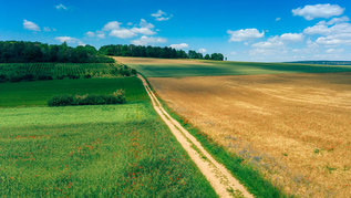 Sommerliche Landschaft mit Feldern und Wald (verweist auf: Klima)