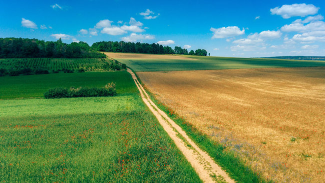 Sommerliche Landschaft mit Feldern und Wald