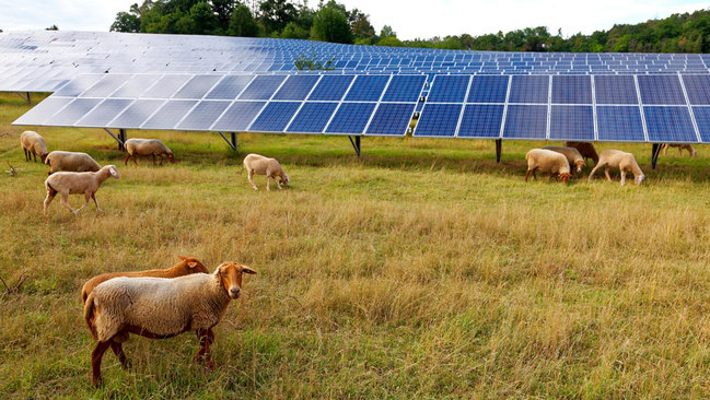 Solarkraftwerk auf einer Wiese mit Schafen Solarkraftwerk auf einer Wiese mit Schafen