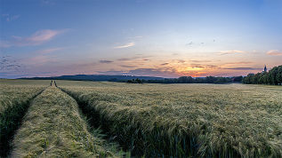 Gerstenfeld in der Dämmerung Gerstenfeld in der Dämmerung