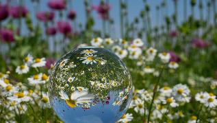 Glaskugel vor Blumenfeld Glaskugel vor Blumenfeld