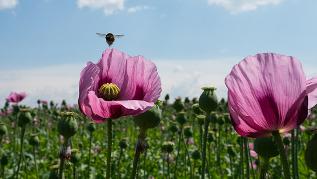 Hummel auf Speisemohnpflanze Hummel auf Speisemohnpflanze