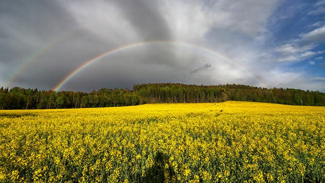 Regenbogen über Rapsfeld Regenbogen über Rapsfeld