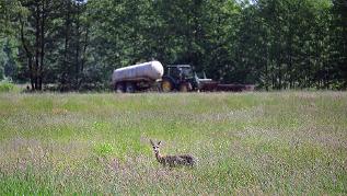 Reh im Feld Reh im Feld