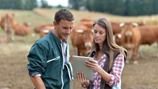 Landwirt und Frau mit einem Tablet bei einer Rinderherde 