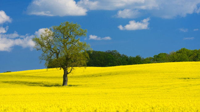 Rapsfeld Rapsfeld