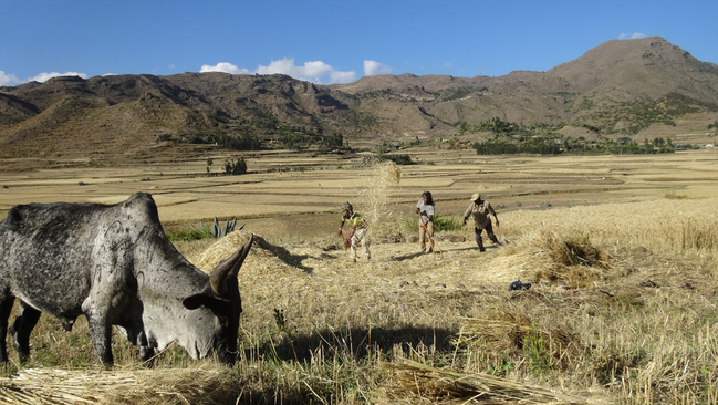 Ein Zebu-Rind und drei Menschen, die Getreide dreschen