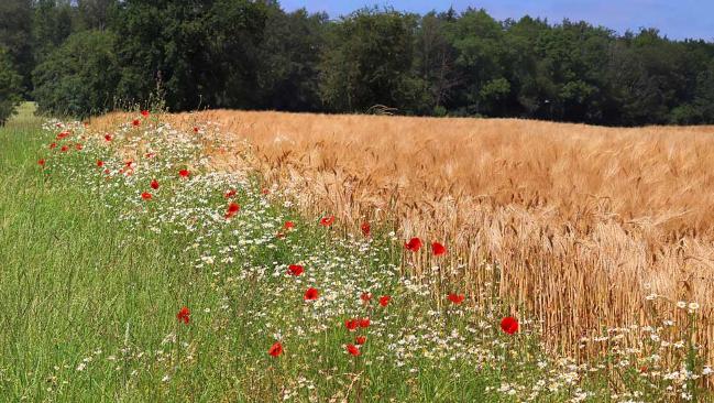 Weizenfeld, im Vordergrund Mohnblumen Weizenfeld, im Vordergrund Mohnblumen