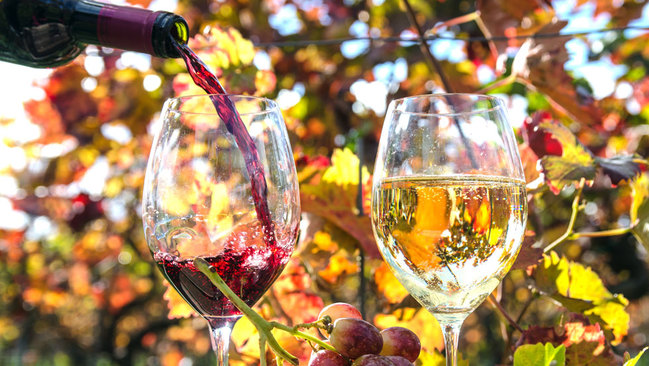 Wein in Gläsern Wein in Gläsern