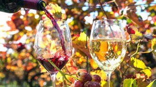 Rot- und Weißwein in Gläsern, davor Trauben