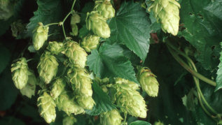 Hopfen-Dolden