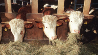 Reihe Rinder im Stall