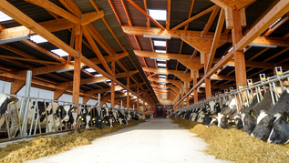 Milchkühe im Stall (verweist auf: Zukunftsfähige Nutztierhaltung)