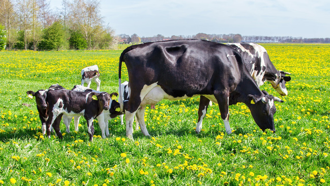 Kühe mit Kälbern auf der Wiese