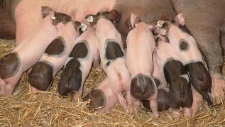 Ferkel trinken beim Muttertier (verweist auf: Neue Bekanntmachung zu alternativen Verfahren und Tierarzneimitteln in der Sauenhaltung)