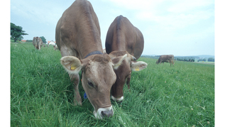 Milchkühe auf einer Weide (verweist auf: Auftaktveranstaltungen der EU-Partnerschaften AGROECOLOGY und EUPAHW)