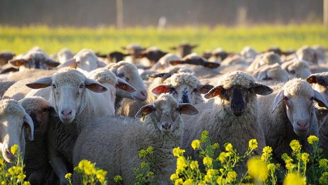 Schafe auf der Weide Schafe auf der Weide