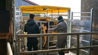verweist auf: Modell- und Demonstrationsvorhaben Tierschutz am Puls der Zeit Eine Kuh wird verladen. (verweist auf: Modell- und Demonstrationsvorhaben Tierschutz am Puls der Zeit)