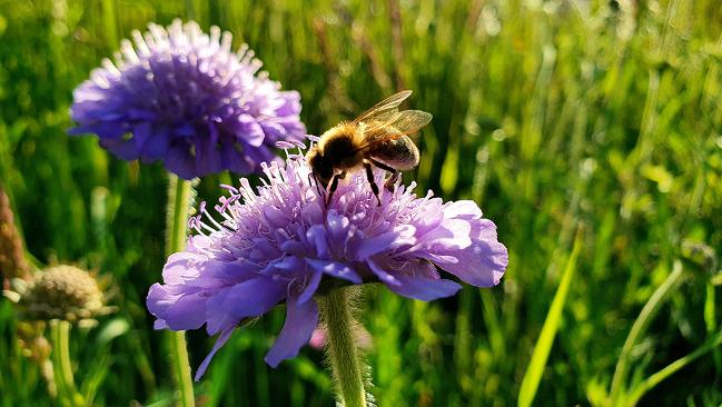 Biene an Blüte Biene an Blüte