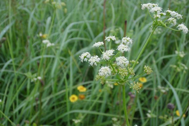 Apium graveolens, den Echten Sellerie Apium graveolens, den Echten Sellerie