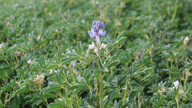 Lupinenanbau