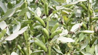 Ackerbohnenpflanze (verweist auf: Frühstart im Garten – jetzt Ackerbohnen aussäen)