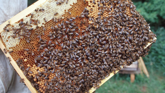 Honigbienen auf einer Wabe