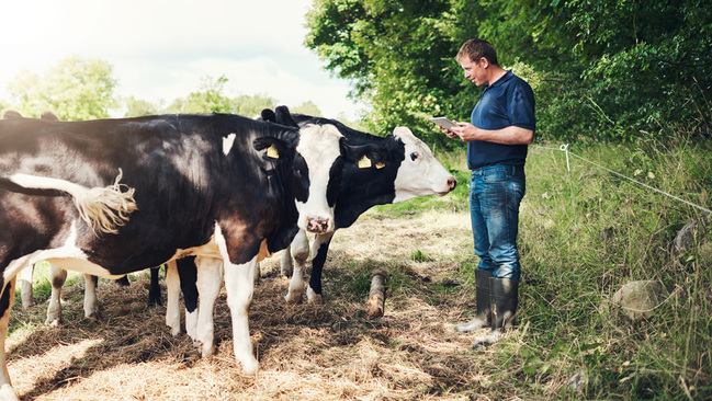 Landwirt mit Tablet in der Hand vor einer Rinderherde