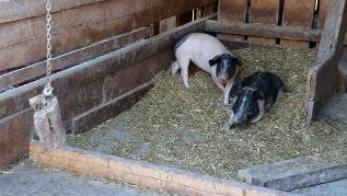 Schweine im Stroh (verweist auf: Studie: Ökolandbau ist beliebt, aber an Wissen hapert es)