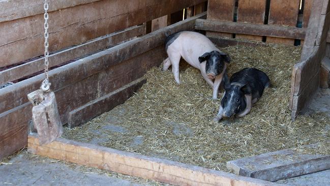 Schweine im Stroh Schweine im Stroh