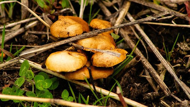 Speisepilze auf Waldboden Speisepilze auf Waldboden