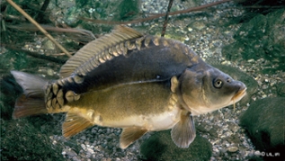 verweist auf: Karpfen und Teichwirtschaft: Nicht nur Tradition in den Monaten mit "r" Karpfen im Wasser (verweist auf: Karpfen und Teichwirtschaft: Nicht nur Tradition in den Monaten mit "r")