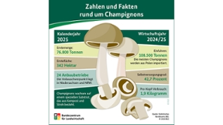 Grafik zu Zahlen und Fakten rund um Champignons Grafik zu Zahlen und Fakten rund um Champignons