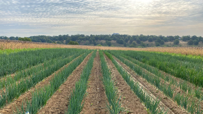 Zwiebelanbau auf einem Feld, im Hintergrund ein Wäldchen Zwiebelanbau auf einem Feld, im Hintergrund ein Wäldchen