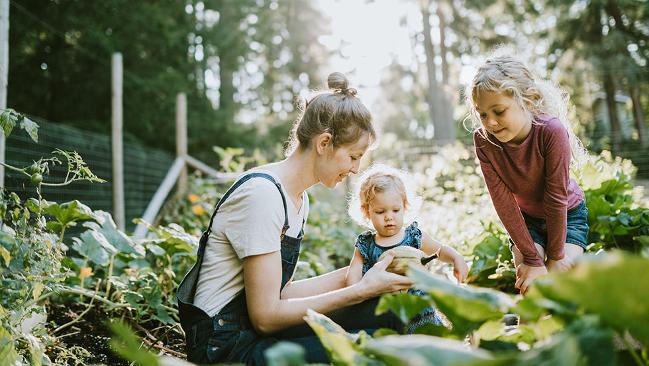 Mutter und Kinder ernten Gemüse Mutter und Kinder ernten Gemüse