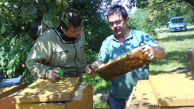 Probenahme für das Bienenmonitoring Probenahme für das Bienenmonitoring