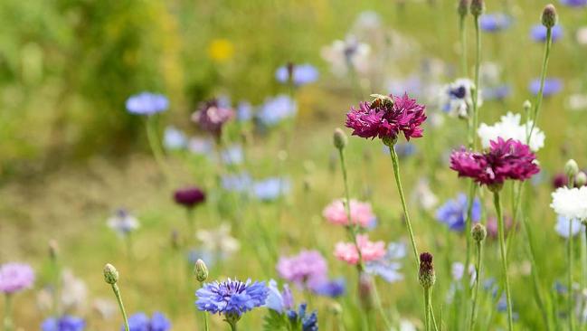 Blumenwiese mit Biene Blumenwiese mit Biene