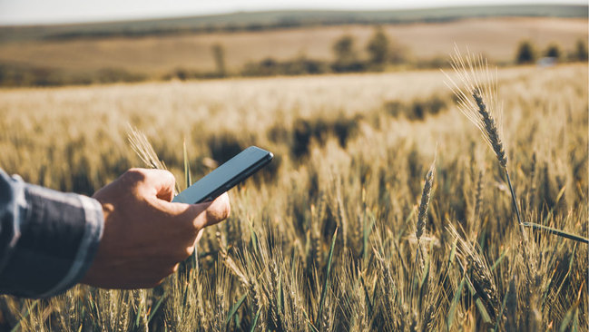 Landwirt mit Handy im Weizenfeld Landwirt mit Handy im Weizenfeld